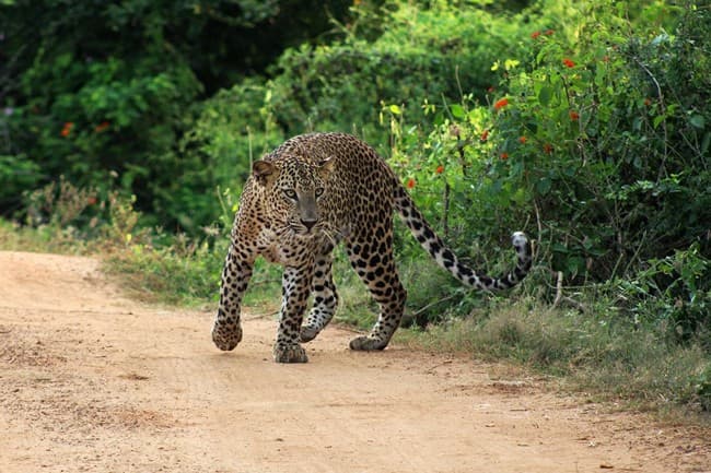 Wildlife & Nature Tourism