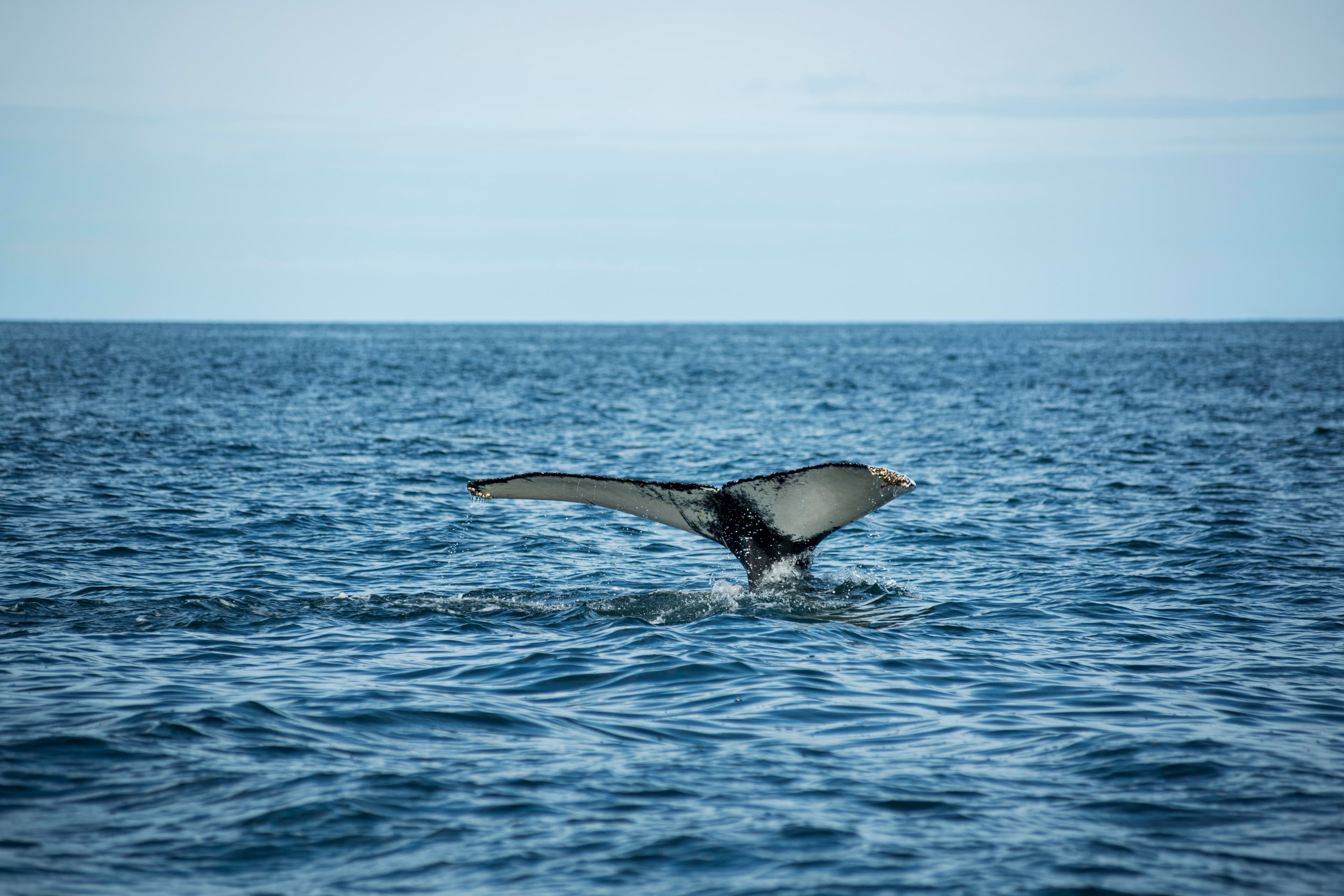 Marine & Coastal Tourism
