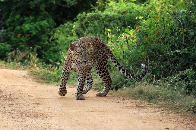 Wildlife & Nature Adventure - Image 1