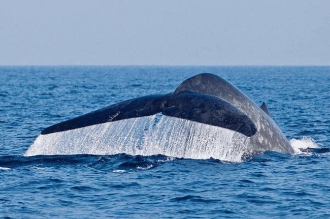 Wildlife & Nature Adventure - Image 6